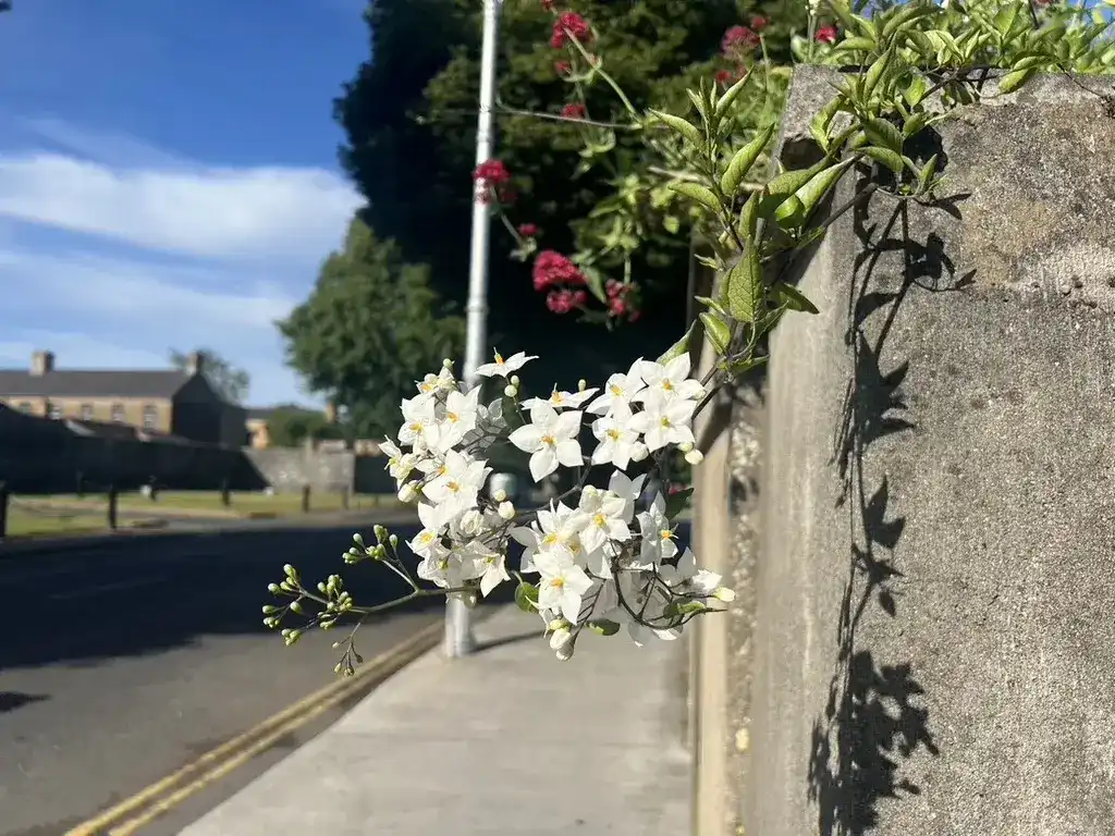 Summary of June 2025