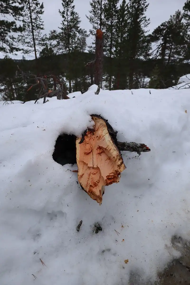 雪の重みで折れた木の断面がすごく瑞々しくて、自然の美しさを感じました